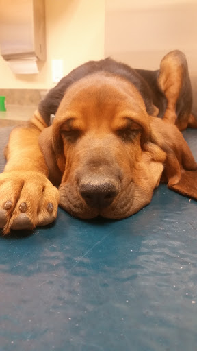 Pet Supply Store «PetSmart», reviews and photos, 3220 W Shaw Ave, Fresno, CA 93711, USA