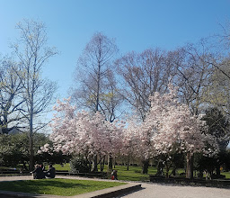 Mülheimer Stadtgarten photo