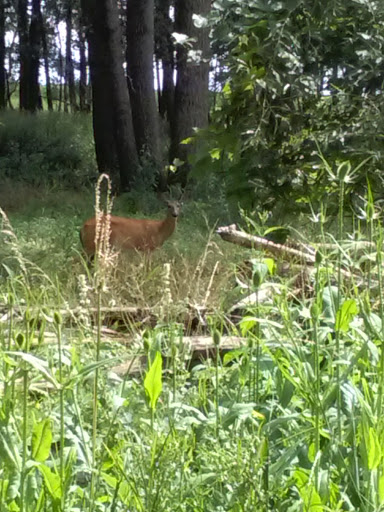 Nature Preserve «Times Beach Nature Preserve», reviews and photos, Coast Guard Station S Rd, Buffalo, NY 14203, USA
