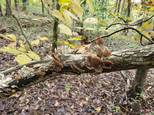 Blackberry Nature Trail