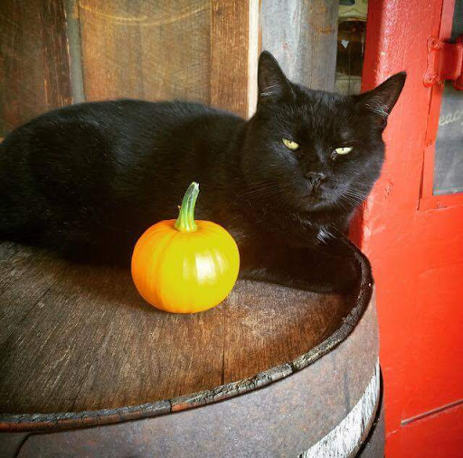 Restaurant «Forksville General Store & Restaurant», reviews and photos, 22 Bridge St, Forksville, PA 18616, USA