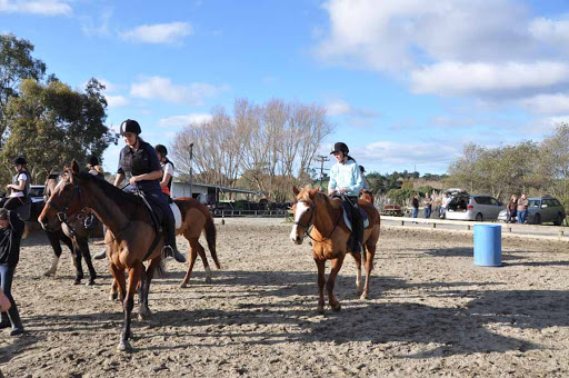 Auckland Equestrian Centre | horse riding lessons