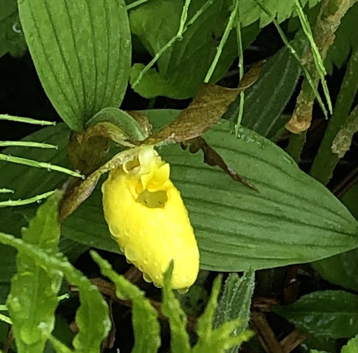 Nature Preserve «Eshqua Bog Natural Area», reviews and photos, Garvin Hill Rd, Woodstock, VT 05091, USA