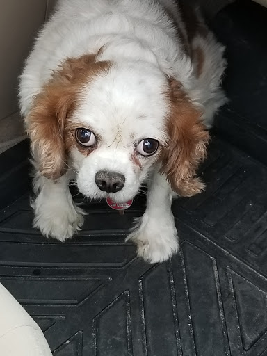 Pet Supply Store «PetSmart», reviews and photos, 1116 S Rochester Rd, Rochester Hills, MI 48307, USA