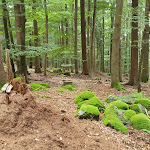 Photo n°1 de l'avis de Toni.2 fait le 13/10/2021 à 13:45 sur le  Waldgasthof Schiederhof à Wiesenfelden