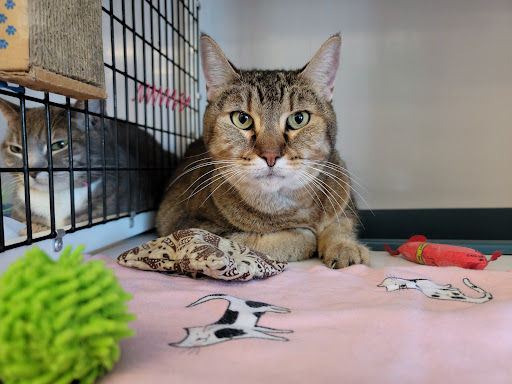 Pet Supply Store «Pet Supplies Plus», reviews and photos, 1258 Northlake Blvd, Lake Park, FL 33403, USA