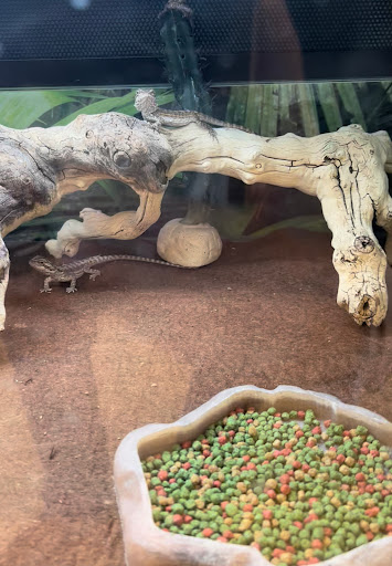 Pet Supply Store «PetSmart», reviews and photos, 278 New Britain Ave, Plainville, CT 06062, USA