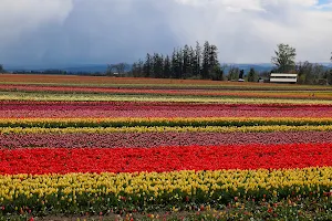 Wooden Shoe Tulip Farm image