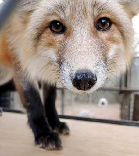 Wildlife Rescue Service «Southwest Wildlife Conservation Center», reviews and photos, 27026 N 156th St, Scottsdale, AZ 85262, USA