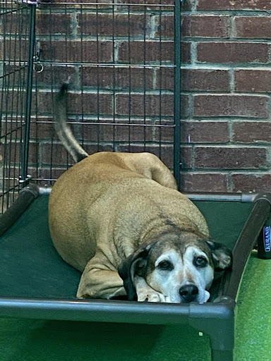 Pet Groomer «The Pet Set - Buckhead», reviews and photos, 2480 Briarcliff Rd NE #3, Atlanta, GA 30329, USA