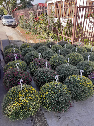 Flori de Flori - Adunații