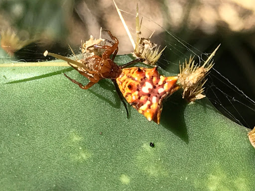 Nature Preserve «McAllen Nature Center», reviews and photos, 4101 U.S. 83 Business, McAllen, TX 78501, USA