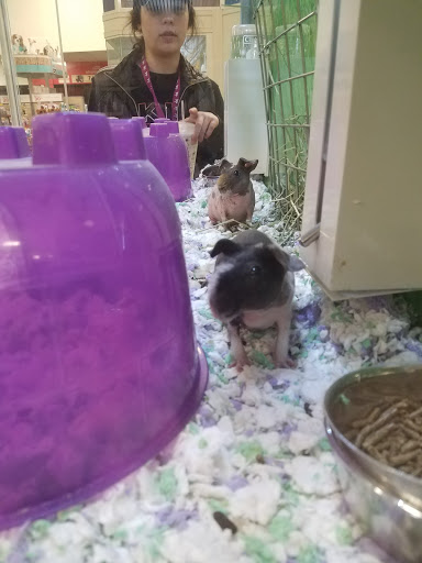 Pet Supply Store «PetSmart», reviews and photos, 9589 Ridgetop Blvd NW, Silverdale, WA 98383, USA