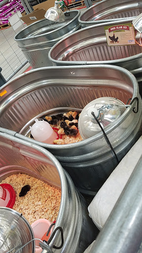 Home Improvement Store «Tractor Supply Co», reviews and photos, 1650 W Princeton Dr, Princeton, TX 75407, USA