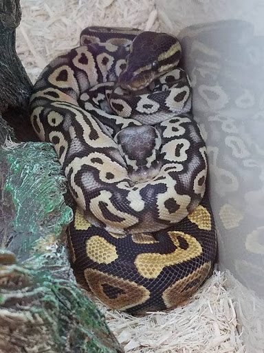 Pet Supply Store «Pet Supplies Plus», reviews and photos, 12407 MoPac Expy 525 - B, Austin, TX 78758, USA