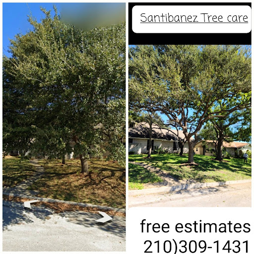 My Tree Was Struck By Lightning What Do I Do 4