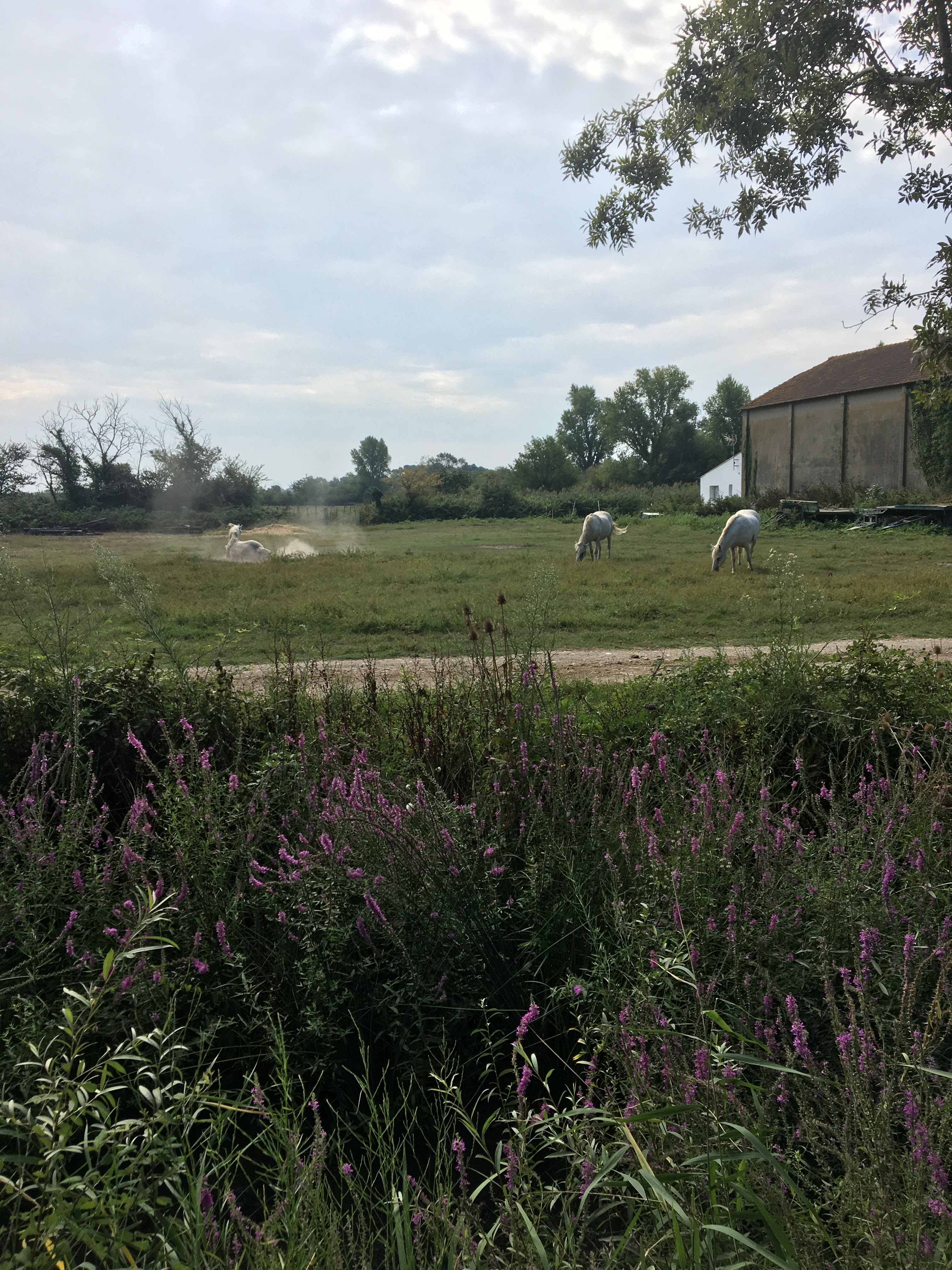 Photo n° 2 de l'avis de Andrea.i fait le 29/08/2019 à 21:59