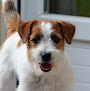 Élevages des Gerveilles : élevages de chien Jack Russell Terrier en Gironde dans le Sud-Ouest de la France Saint-Yzan-de-Soudiac