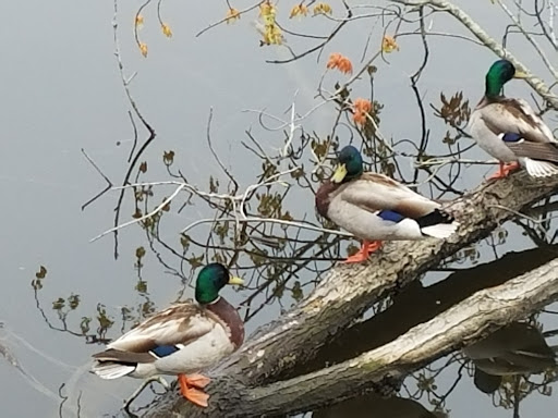 State Park «Lowell Heritage State Park», reviews and photos, 160 Pawtucket Blvd, Lowell, MA 01854, USA