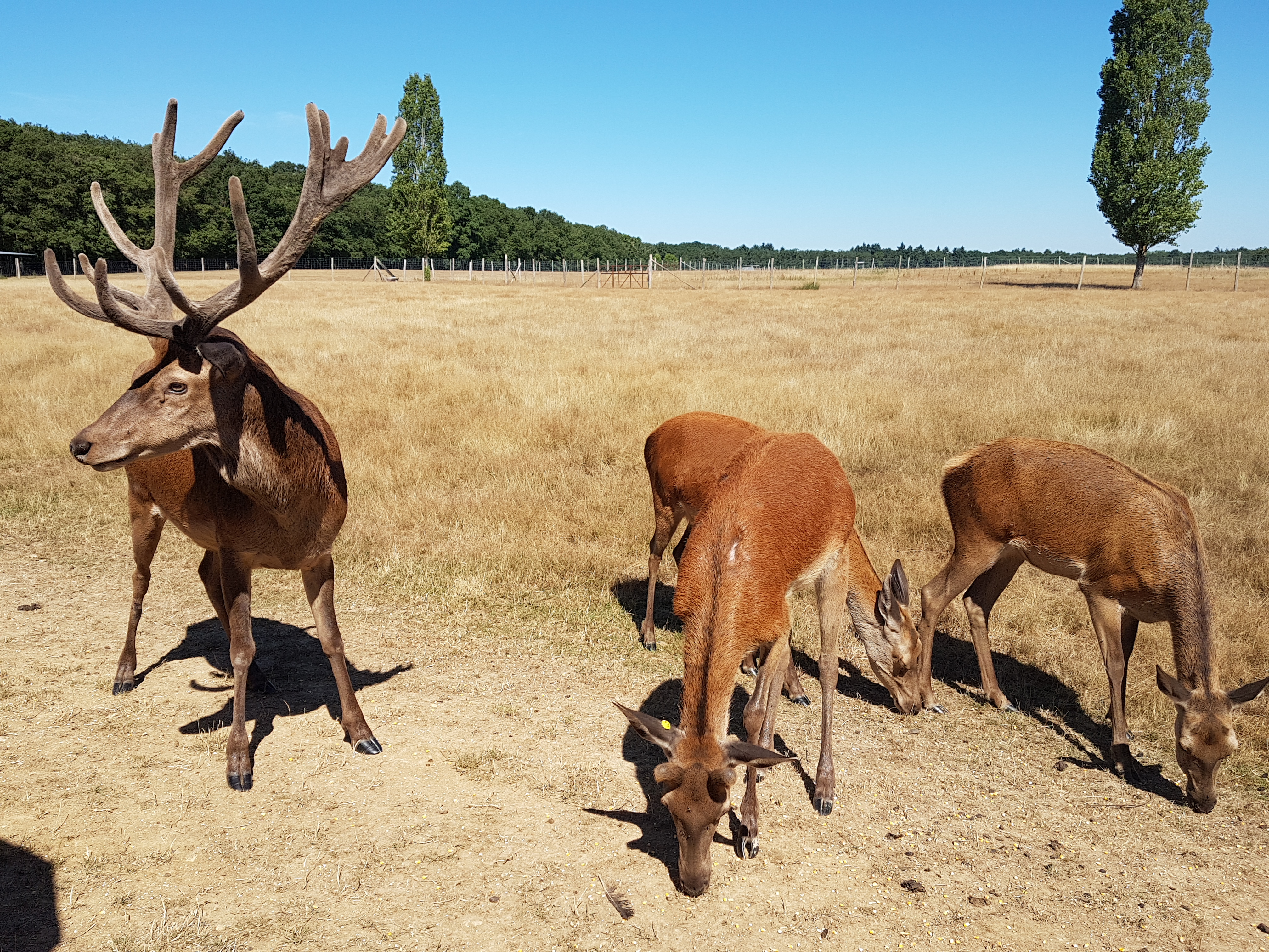Photo n° 12 de l'avis de Antoine.u fait le 28/08/2018 à 20:48