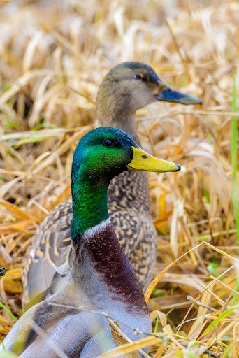 Park «N. Creek Park», reviews and photos, 1011 183rd St SE, Bothell, WA 98012, USA