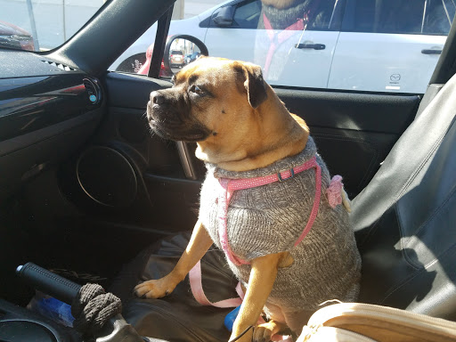 Pet Supply Store «PetSmart», reviews and photos, 1800 Evans Rd, Melbourne, FL 32904, USA