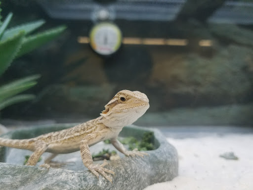 Pet Supply Store «Petco Animal Supplies», reviews and photos, 2955 Cobb Pkwy SE #410, Atlanta, GA 30339, USA