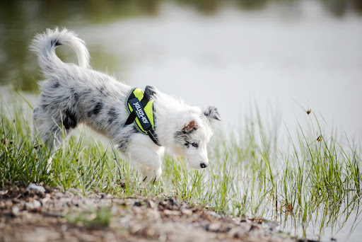 E-Dog Market S.L. en Cadrete, Zaragoza