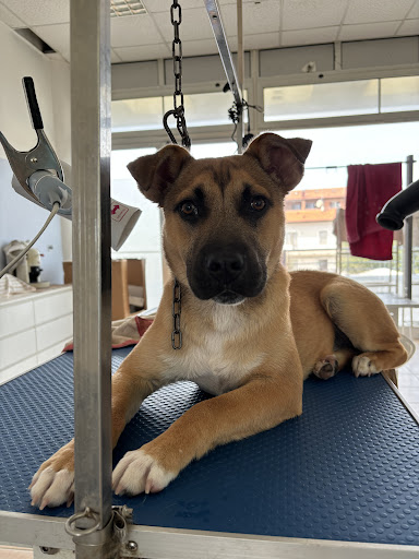 Pensioni per cani e dog hotel a Piccole Canaglie