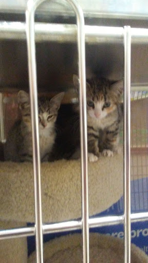 Pet Supply Store «PetSmart», reviews and photos, 815 McDermott Street, Council Bluffs, IA 51501, USA