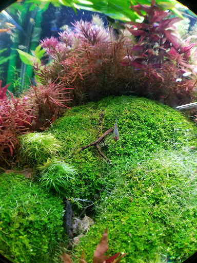 Aquarium «Pacific Aquarium & Plant Inc», reviews and photos, 46 Delancey St #1, New York, NY 10002, USA