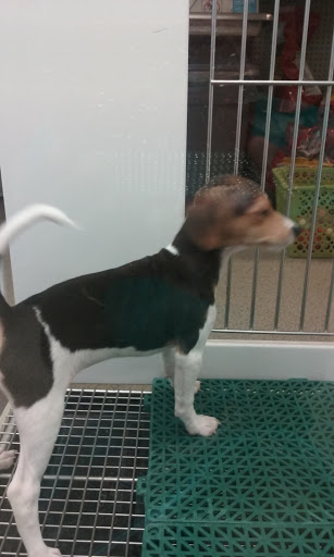 Pet Store «Petland», reviews and photos, 5470 Dixie Hwy, Fairfield, OH 45014, USA