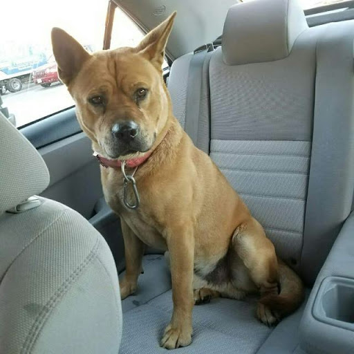 Pet Supply Store «PetSmart», reviews and photos, 1050 McKinley Pl Dr #30, San Marcos, TX 78666, USA