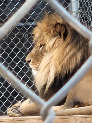 Zoo «Lion Habitat Ranch Inc», reviews and photos, 382 Bruner Ave, Henderson, NV 89044, USA