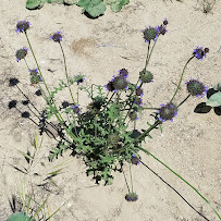 Wildscape Restoration - Photo 5 - Car repair in Ventura, CA, Oxnard