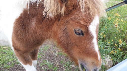 Campground «Ponderosa Campsite», reviews and photos, 417 Town Line Rd, Chateaugay, NY 12920, USA