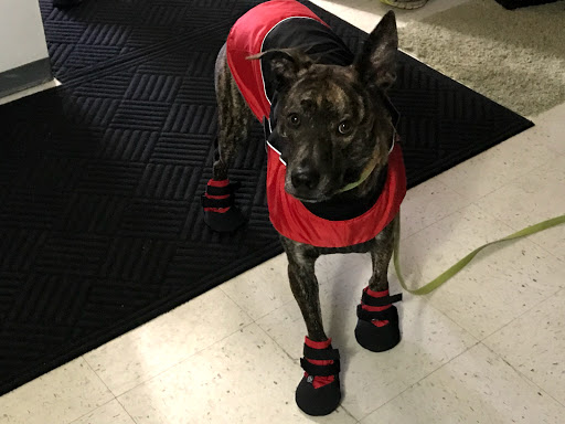 Pet Supply Store «Pet Supplies Plus», reviews and photos, 425 Water St, Chardon, OH 44024, USA