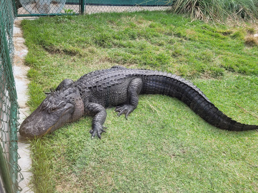 Recreation «Dolphins Plus Oceanside», reviews and photos, 31 Corinne Pl, Key Largo, FL 33037, USA