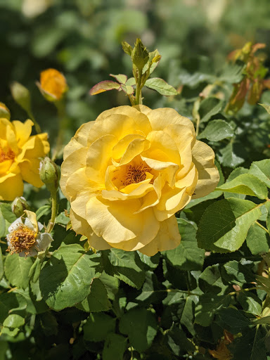 Park «Sahuaro Ranch Park», reviews and photos, 9802 N 59th Ave, Glendale, AZ 85302, USA