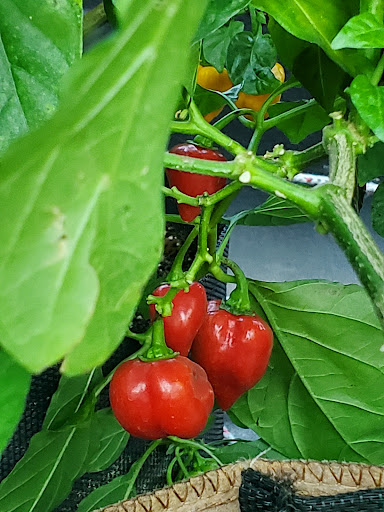 Florist «Little Brook Orchids», reviews and photos, 25 Rider Ave, Lancaster, PA 17603, USA