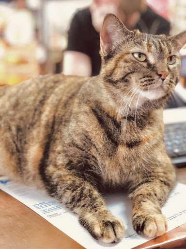 Veterinarian «Pet Vet Supply», reviews and photos, 1215 E Lockheed Dr, Oklahoma City, OK 73110, USA