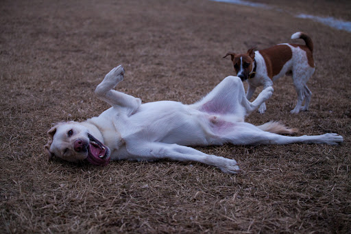 Dog Park «Beck Lake Off-Leash Dog Area», reviews and photos, 9700 Gloria Ct, Glenview, IL 60025, USA