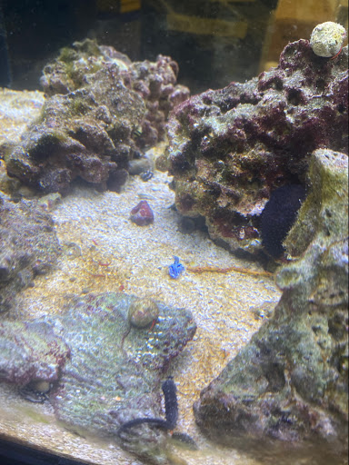 Tropical Fish Store «South Seas Aquatics Inc.», reviews and photos, 5440 Babcock Rd A133, San Antonio, TX 78240, USA