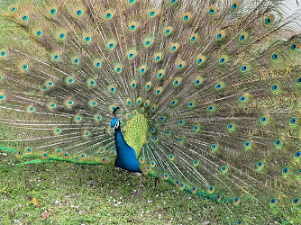 Crandon Park Peacock Shelter