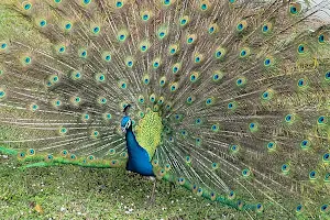 Crandon Park Peacock Shelter image