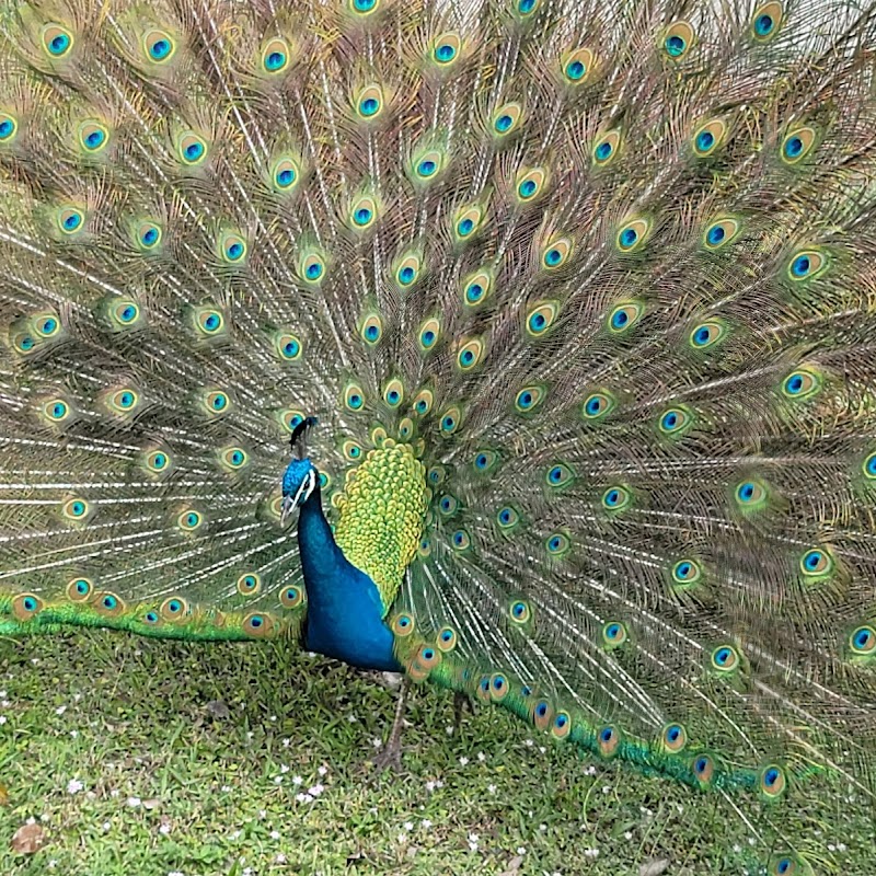 Crandon Park Peacock Shelter