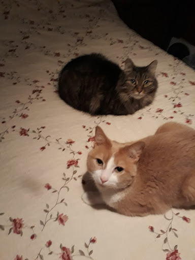 Pet Supply Store «Petco Animal Supplies», reviews and photos, 1086 Killingly Commons Drive, Dayville, CT 06241, USA