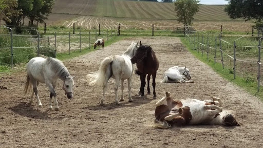 Reitschule Betina Wiesmann