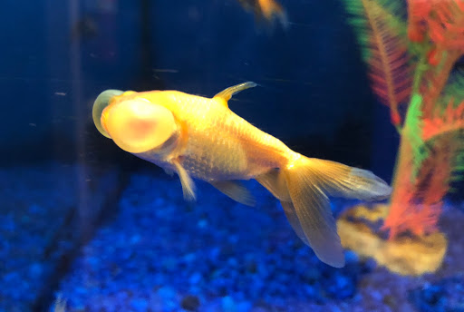 Pet Store «Planet Pet», reviews and photos, 1093 W Eads Pkwy, Lawrenceburg, IN 47025, USA