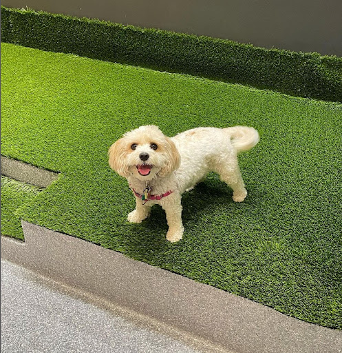 Photo of Tails of Manhattan
